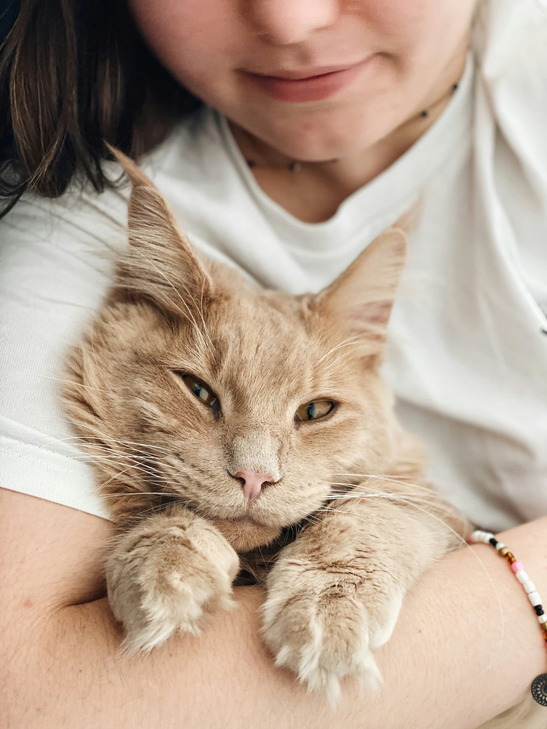 Een rode kat ligt ontspannen in de armen van haar eigenaar