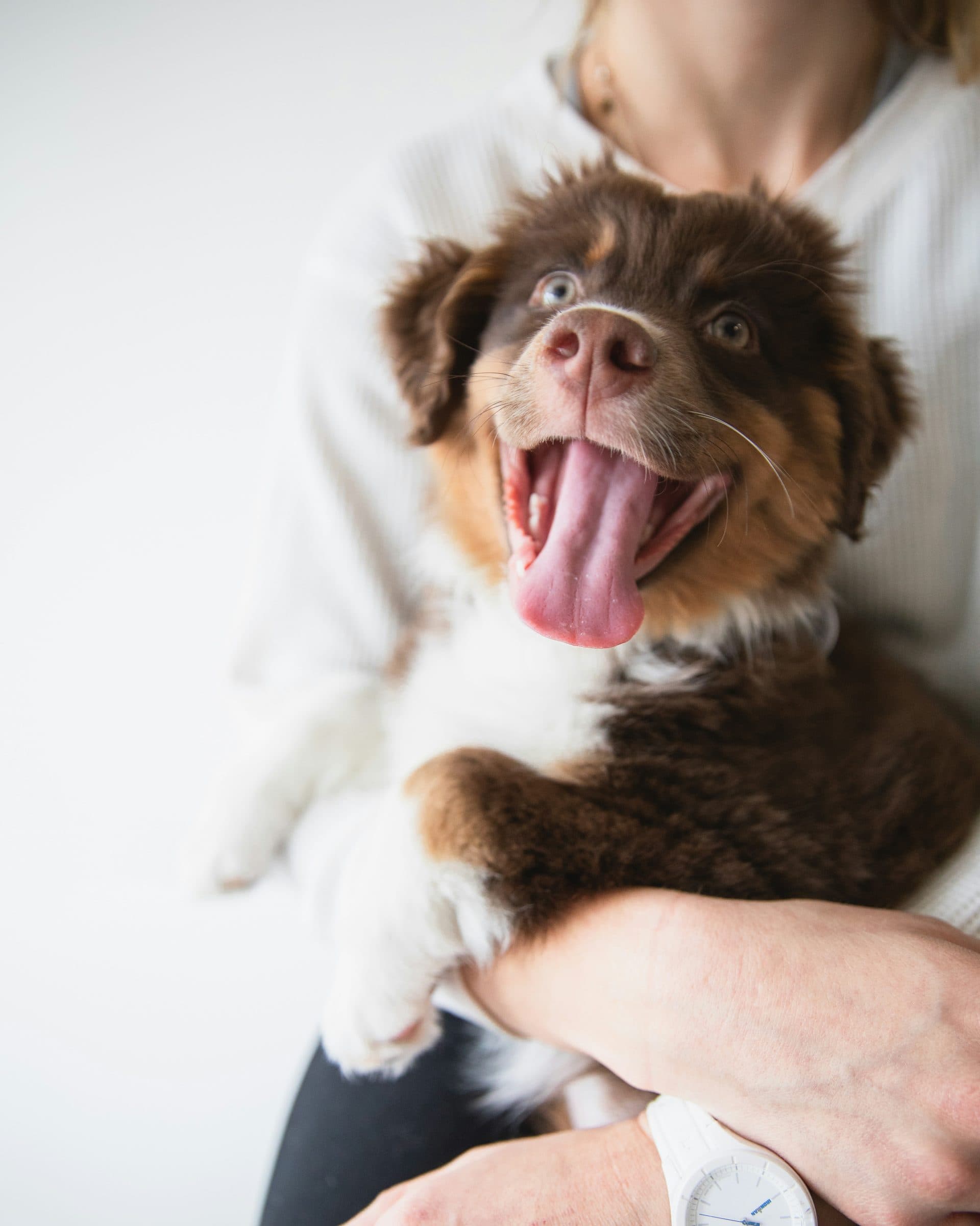 Een blije pup met de tong uit de bek, op de arm van zijn eigenaar